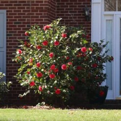 Kramers Camellia Shrub -Blooming Yard Kramers Camellia FGT 5