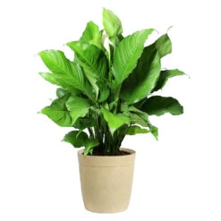 Peace Lily Plant -Blooming Yard LIL PEA.10 Beige Delilah