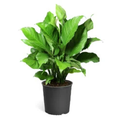 Peace Lily Plant -Blooming Yard LIL PEA.10 standard pot 421927a6 487e 4f52 aef6 f750e8649b2b