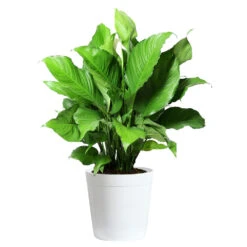 Peace Lily Plant -Blooming Yard LIL PEA.10 white Delilah