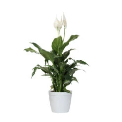 Peace Lily Plant -Blooming Yard LIL PEA1 delilah white