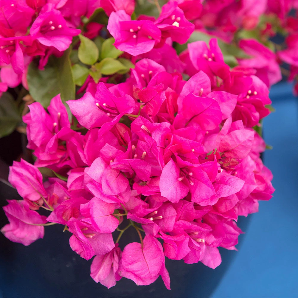 La Jolla Bougainvillea 5 La Jolla Bougainvillea - Image 3