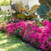 La Jolla Bougainvillea -Blooming Yard La Jolla Bougainvillea FGT 600x600 e1375c00 6fde 46a5 8ec7 5a9a1f806e12