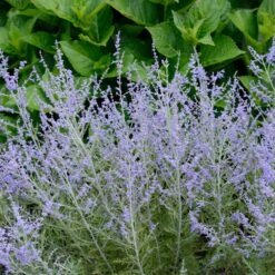 Lacey Blue Russian Sage -Blooming Yard Lacey Blue Russian Sage 1