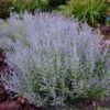 Lacey Blue Russian Sage -Blooming Yard Lacey Blue RussianSage FGT 600x600 1211fea1 fd43 4223 9d47 6ec57d98d1a8