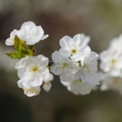 Cherry Pollinator Pack -Blooming Yard Lapins Cherry Tree 4be6809a e834 4880 9e9a 9ebb1555a7d2