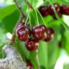 Cherry Pollinator Pack -Blooming Yard Lapins Cherry Tree BB 600x600 14d644b0 a96f 42f7 881b d9835ccbefab