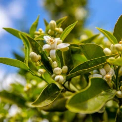 Lane Late Navel Orange -Blooming Yard Late Lane Orange 1