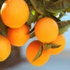 Lane Late Navel Orange -Blooming Yard Late Lane Orange FGT 600x600 c4f236f7 c645 4f93 8660 8105f35ecf3a