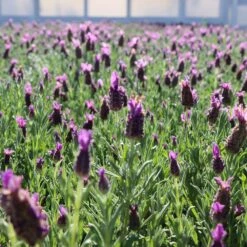 Lavender Standard Topiary Tree -Blooming Yard Lavender Trees 1