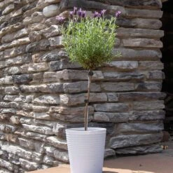 Lavender Standard Topiary Tree -Blooming Yard Lavender Trees 2