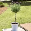 Lavender Standard Topiary Tree -Blooming Yard Lavender Trees 600x600 2