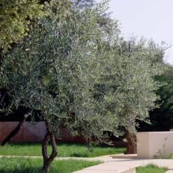 Lecciana Olive Tree -Blooming Yard Lecciana Olive Tree 3