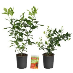 Meyer Lemon + Key Lime Bush Pack -Blooming Yard Lemon and LimeBushes 2