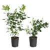 Meyer Lemon + Key Lime Bush Pack -Blooming Yard Lemon and LimeBushes 600x600 f4eb854f 8bc3 4a71 97e4 c0c5ff000e80