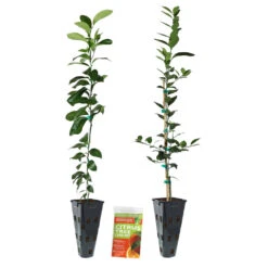 Meyer Lemon + Key Lime Tree Pack -Blooming Yard Lemon and LimeTrees2