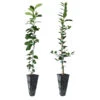 Meyer Lemon + Key Lime Tree Pack -Blooming Yard Lemon and LimeTrees 600x600 7e66b743 a12b 4add 8d38 f0bb875cf7b0