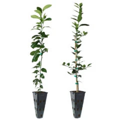 Meyer Lemon + Key Lime Tree Pack -Blooming Yard Lemon and LimeTrees 91ce8611 fcee 4431 8480 d36e7e121b7e