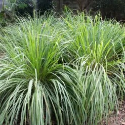 Lemon Grass Plant (Cymbopogon Citratus) -Blooming Yard Lemon Grass 4