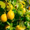 Lemon-Lime Citrus Tree -Blooming Yard Lemon Lime Tree 600x600 616fe761 01f2 42d7 99a0 86043adb6fb6