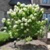 Limelight Hydrangea Tree -Blooming Yard Limelight Hydrangea Tree FGT 600x600 e0352a94 f738 4470 b7a5 056d2defa892