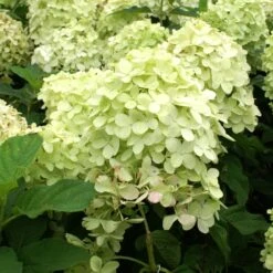 Limelight Hydrangea Shrub -Blooming Yard Limelight Hydrangea 2 FGT