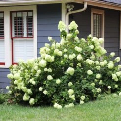 Limelight Hydrangea Shrub -Blooming Yard Limelight Hydrangea 4 FGT