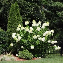 Limelight Hydrangea Shrub -Blooming Yard Limelight Hydrangea 5 FGT