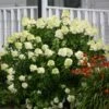 Limelight Hydrangea Shrub -Blooming Yard Limelight Hydrangea FGT 600x600 1b72fac0 3424 494c bbd3 2c549418a840