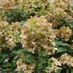 Limelight Hydrangea Tree -Blooming Yard Limelight Hydrangea Tree 5 FGT