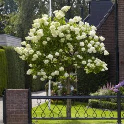 Limelight Hydrangea Tree -Blooming Yard Limelight Hydrangea Tree 6 FGT