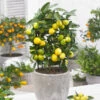 Limequat Citrus Tree 1 Limequat Citrus Tree -Blooming Yard Limequat FGT 600x600 a92ccace c4ae 4bc6 a976 3c1e0bd252e5