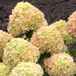 Little Lime® Hydrangea Shrub -Blooming Yard Little Lime Hydrangea 2 FGT