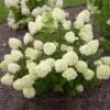 Little Lime® Hydrangea Shrub 1 Little Lime® Hydrangea Shrub -Blooming Yard Little Lime Hydrangea FGT 600x600 150b7ad3 a003 4a12 a633 4233f3f7f0de