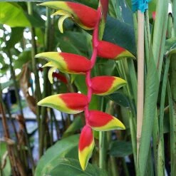 Lobster Claw Plant 9 Lobster Claw Plant -Blooming Yard Lobster Claw 6