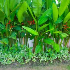 Lobster Claw Plant 11 Lobster Claw Plant -Blooming Yard Lobster Claw 9