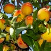 Loring Peach Tree (USDA Organic) -Blooming Yard Loring Peach 600x600 bcd54c64 5541 46c2 a509 5c41a78c8801