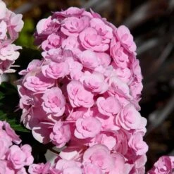 Love Hydrangea -Blooming Yard Love Hydrangea 2 FGT