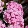 Love Hydrangea 2 Love Hydrangea -Blooming Yard Love Hydrangea FGT 600x600 be6fc21e 2089 4279 8614 a48bd6585a70