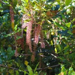 Macadamia Nut Tree -Blooming Yard Macadamia Nut Tree 2