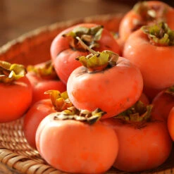 Weeping Persimmon -Blooming Yard Magic Fountain Weeping Persimmon 2