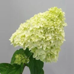Magical® Candle Hydrangea Shrub -Blooming Yard Magical Candle 2
