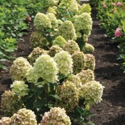 Magical® Candle Hydrangea Shrub -Blooming Yard Magical Candle 3