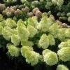 Magical® Candle Hydrangea Shrub -Blooming Yard Magical Candle 600x600 FGT