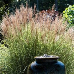 Morning Light Miscanthus -Blooming Yard Maiden Grass Morning light 2 FGT