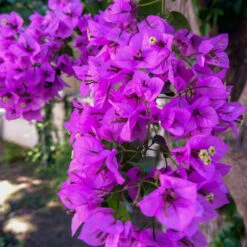 Majestic Purple Bougainvillea 7 Majestic Purple Bougainvillea -Blooming Yard Majestic Purple Bougainvillea 4 FGT