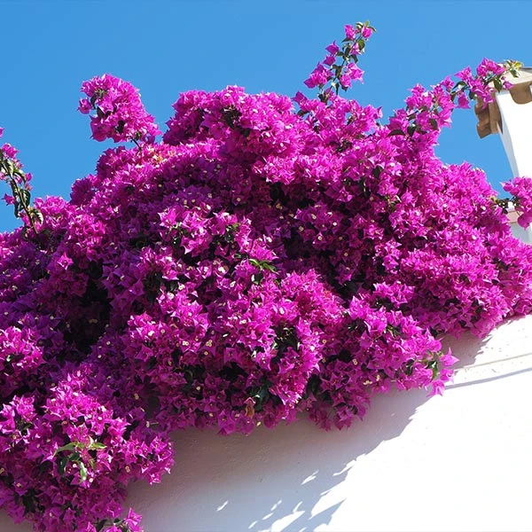 Majestic Purple Bougainvillea 3 Majestic Purple Bougainvillea