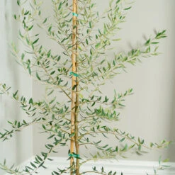 Manzanillo Olive Tree -Blooming Yard Manzanilla Olive Tree 2