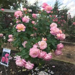 Marc Chagall™ Rose -Blooming Yard Marc Chagall