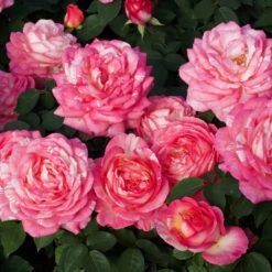 Marc Chagall™ Rose Tree 7 Marc Chagall™ Rose Tree -Blooming Yard Marc Chagall Standard 3